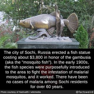 The city of Sochi, Russia erected a fish statue costing about $3,800 in honor of the gambusia
(aka the "mosquito fish"). In the early 1900s, the fish species were purposefully introduced to the area to fight the infestation of malarial mosquitos, and it worked. There have been no cases of malaria among Sochi residents for over 60 years.
Photo courtesy of Nadiva85 / wikimedia @factsweird