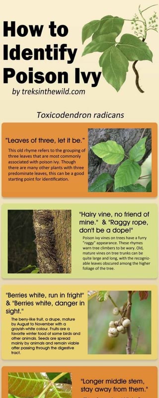 How to Identify V Poison Ivy“ by treksinthewild.com Toxicodendron ...