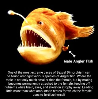 Facts about male and female angler fish