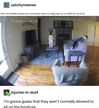 . catchymemes
Got a live feed camera so I could see what my dogs are up to while I'm at work
20] 9/03/11 l0:OI :20
I’m gonna guess that they aren’t normally allowed to