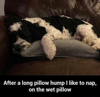 After A Long Pillow Hump I Like To Nap On The Wet Pillow After