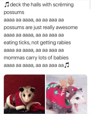 Ja Deck The Halls With Screming Possums Possums Are Just Really Awesome Eating Ticks Not Getting Rabies Mommas Carry Lots Of Babies 7 Ifunny