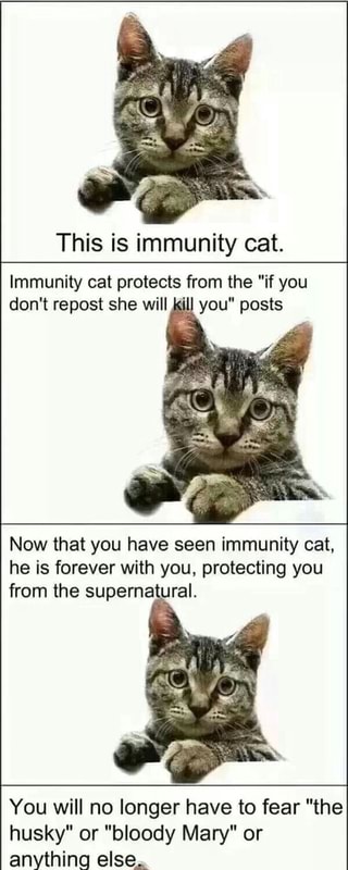 This is he cat. Кошки форева. Immunity Cat. Cat protect. Have you seen this Cat перевод.