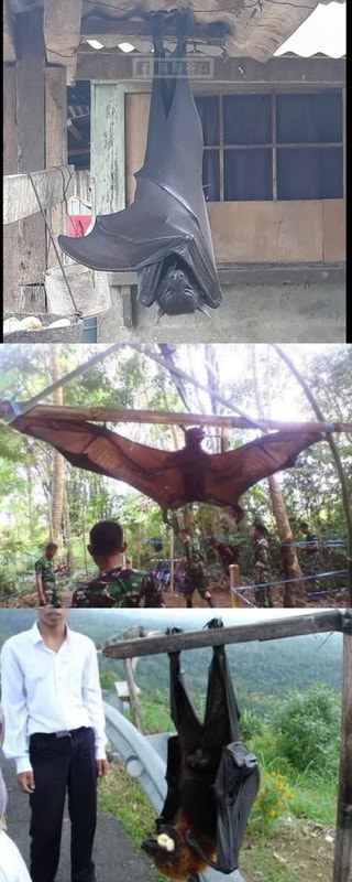 Terrifying fact: There are human sized bats in the Philippines, they ...