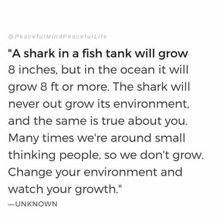 a shark in a fish tank