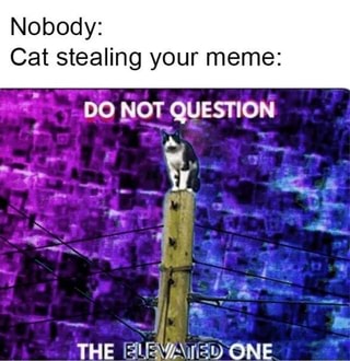 Nobody:
Cat stealing your meme:
DO NOT QUESTION
dd
THE ONE