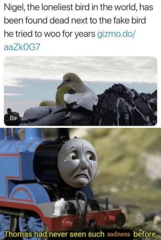 Nigel, the loneliest bird in the world, has
been found dead next to the fake bird
he tried to woo for years gizmodo/
aaZkOG?