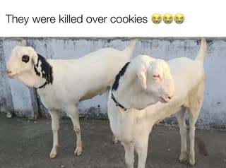 They Were Killed Over Cookies Ifunny