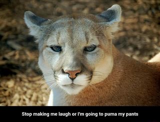 puma my pants