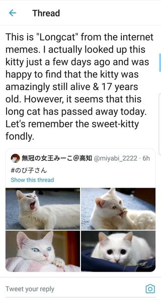 Thread
This is "Longcat" from the internet memes. I actually looked up this kitty just a few days ago and was happy to find that the kitty was amazingly still alive & 17 years old. However, it seems that this long cat has passed away today.
Let's remember the sweet-kitty fondly.
RAOREA-< @BA @miyabi_2222
#DUFEA
Show this thread
Tweet your reply