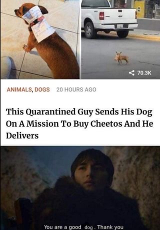 This Quarantined Guy Sends His Dog
On A Mission To Buy Cheetos And He
Delivers
You are a good dog. Thank you