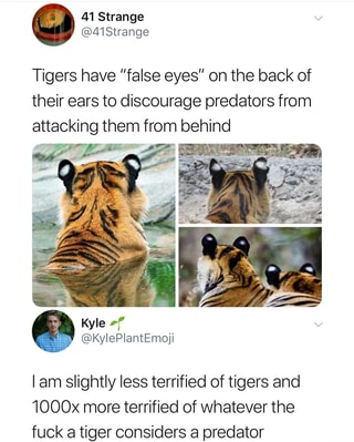 tiger false eyes