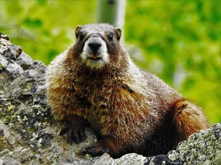 Marmot memes. Best Collection of funny marmot pictures on iFunny
