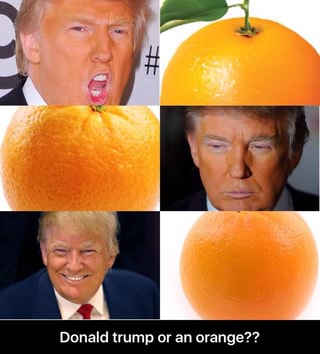 Donald trump or an orange?? - Donald trump or an orange?? - iFunny :)