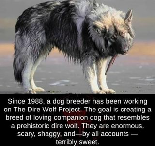 Since 1988, a dog breeder has been working on The Dire Wolf Project ...