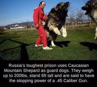 Russia S Toughest Prison Uses Caucasian Mountain Shepard As Guard Dogs They Weigh Up To Zooms Stand 6ft Tall And Are Said To Have The Stopping Power Of A 45 Caliber Gun Ifunny,Oven Roasted Tri Tip Recipe
