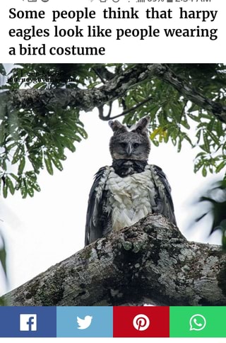 Some people think that harpy eagles look like people wearing a bird costume
ag