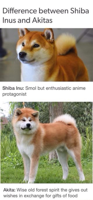 Difference Between Shiba Inus And Akitas Shiba Inu Smol But