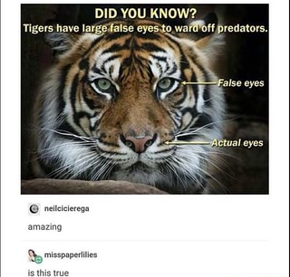 tiger false eyes