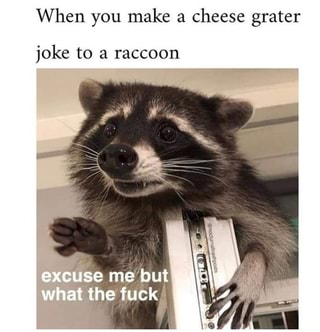 When you make a cheese grater joke to a raccoon - iFunny :)