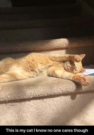 This is my cat know no one cares th - This is my cat I know no one cares though