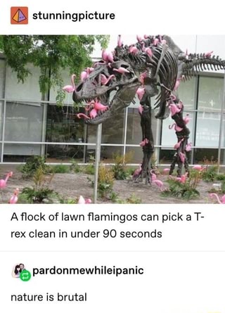 Stunningpicture Aflock Of Lawn ﬂamingos Can Pick A T Rex Clean In Under 90 Seconds Pardonmewhileipanic Ifunny