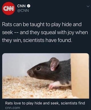 CNN @
@CNN
Rats can be taught to play hide and seek and they squeal with joy when they win, scientists have found.
Rats love to play hide and seek, scientists find