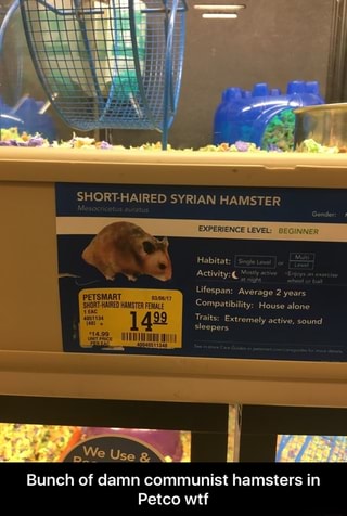 Bunch Of Damn Communist Hamsters In Petco Wtf Bunch Of Damn