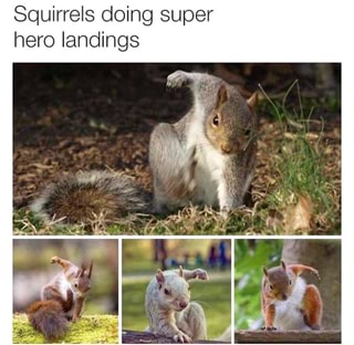 Squirrels doing super hero landings - iFunny :)