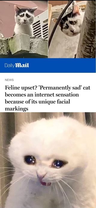 permanently sad cat