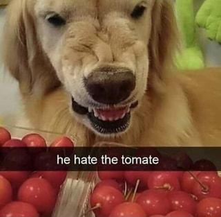 he hate the tomate
