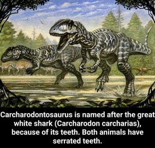 Carcharodontosaurus memes. Best Collection of funny carcharodontosaurus ...