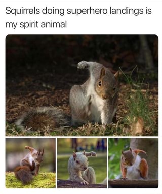 Squirrels doing superhero landings is my spirit animal - iFunny :)
