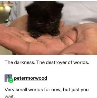 24 Kitten Memes That Are Too Adorable To Ignore Sayingimages Com