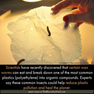 Scientists have recently discovered that certain wax worms can eat and break down one of the most common plastics (polyethylene) into organic compounds. Experts
say these common insects could help reduce plastic
pollution and heal the planet.
[earn more a