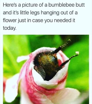 Here’s a picture of a bumblebee butt and it’s little legs hanging out ...