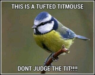 Titmouse memes. Best Collection of funny titmouse pictures on iFunny