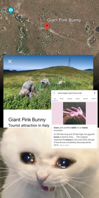 Ava a Giant Pink Bunny what happen giant bunny italy MAPS IMAGES NEWS ...