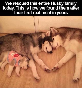 We rescued this entire Husky family
today. This is how we found them after
their first real meal in years
