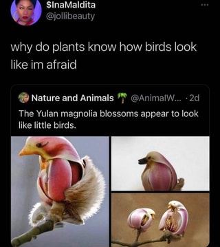 The Most Popular Animals Memes On Ifunny