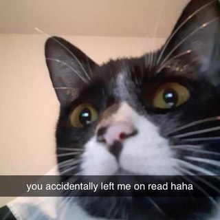 You accidentally left me on read haha - iFunny :)