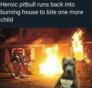 Heroic pitbull swims 5 miles out to sea to bite a child - iFunny