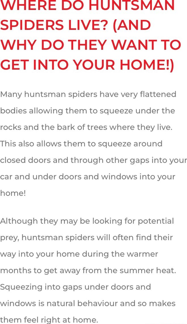 WHERE DO HUNTSMAN SPIDERS LIVE? (AND WHY DO THEY WANT TO GET INTO YOUR