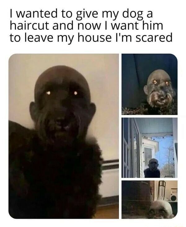 I wanted to give my dog a haircut and now I want him to leave my house I'm scared - iFunny