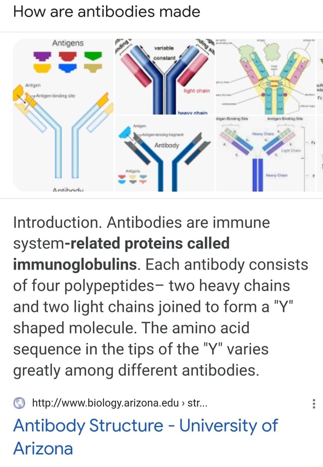 How are antibodies made Antigens Introduction. Antibodies are immune
