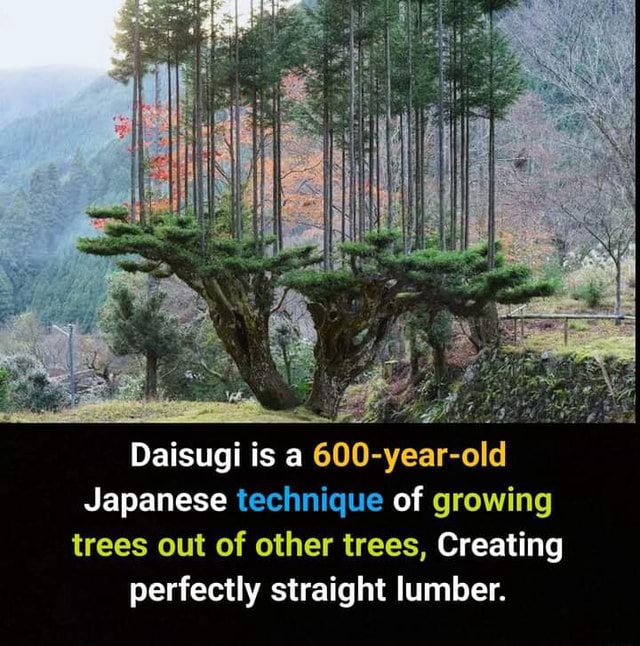 Daisugi is a 600yearold Japanese technique of growing trees out of
