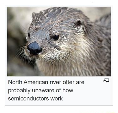 North American river otter are probably unaware of how semiconductors