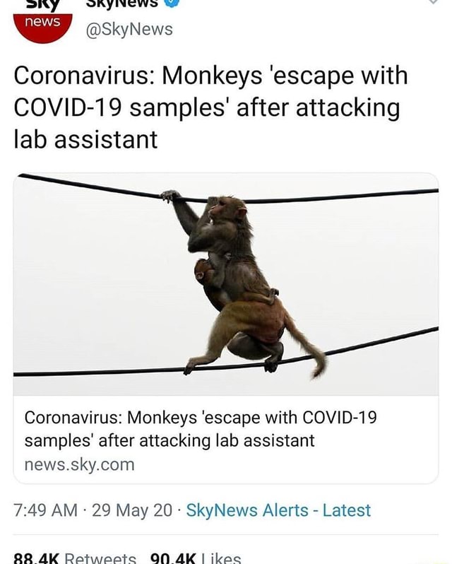 VAYINCWSO we w SkyNews Coronavirus Monkeys 'escape with COVID19