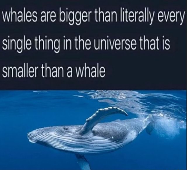 Whales are bigger than literally every single thing in the universe ...