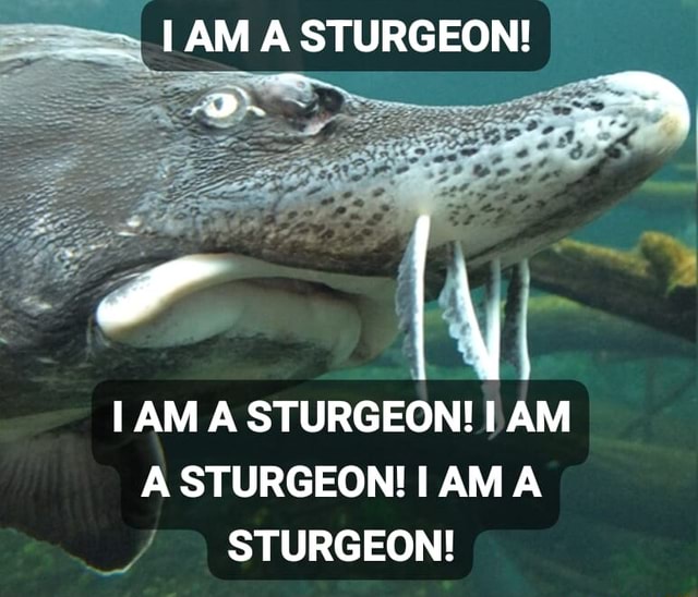 I AM A STURGEON! I AM A STURGEON! I AM A STURGEON! I AMA STURGEON! iFunny